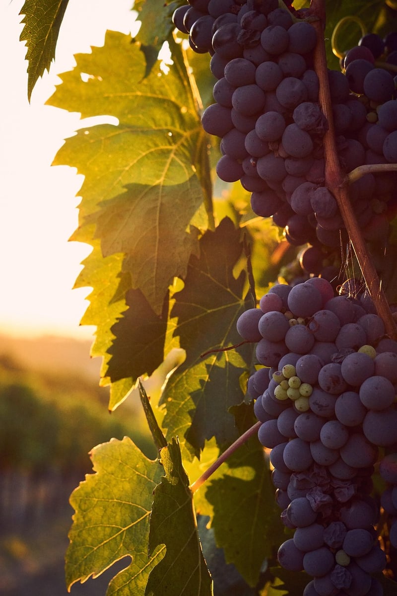 Tuscany Vineyard