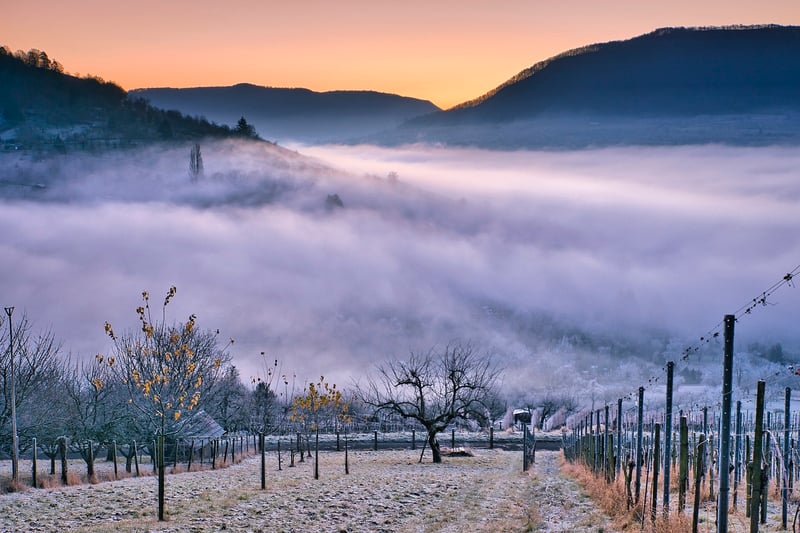 Napa Valley Vineyard